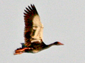 Spur-winged Goose